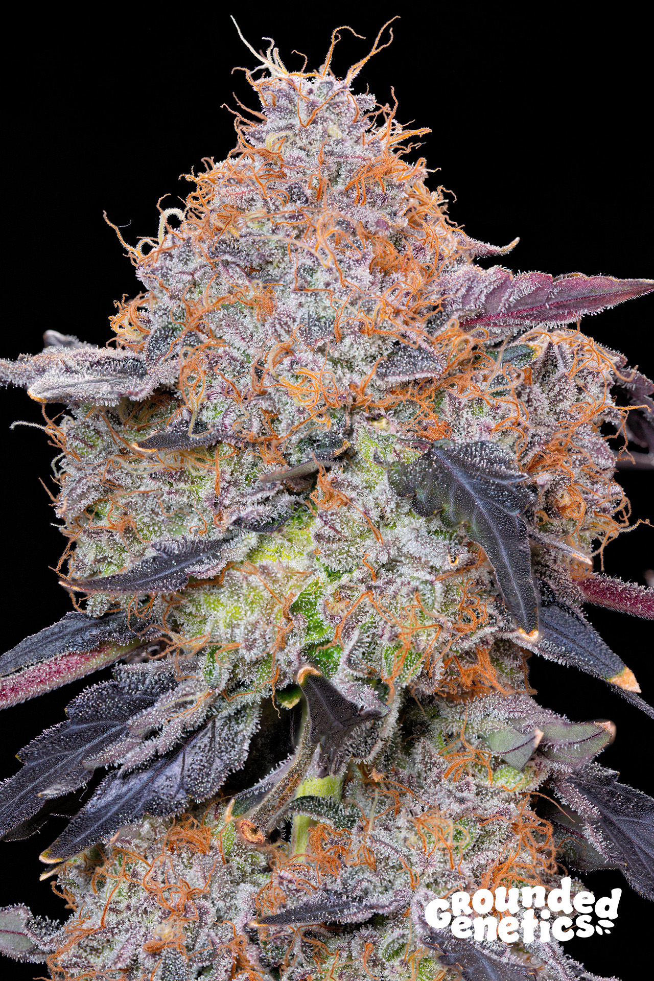 Zuminati von Grounded Genetics