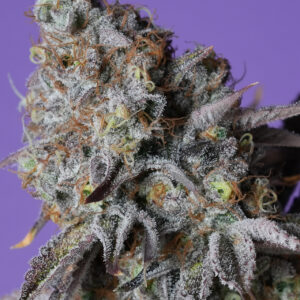 Zerberry von Grounded Genetics
