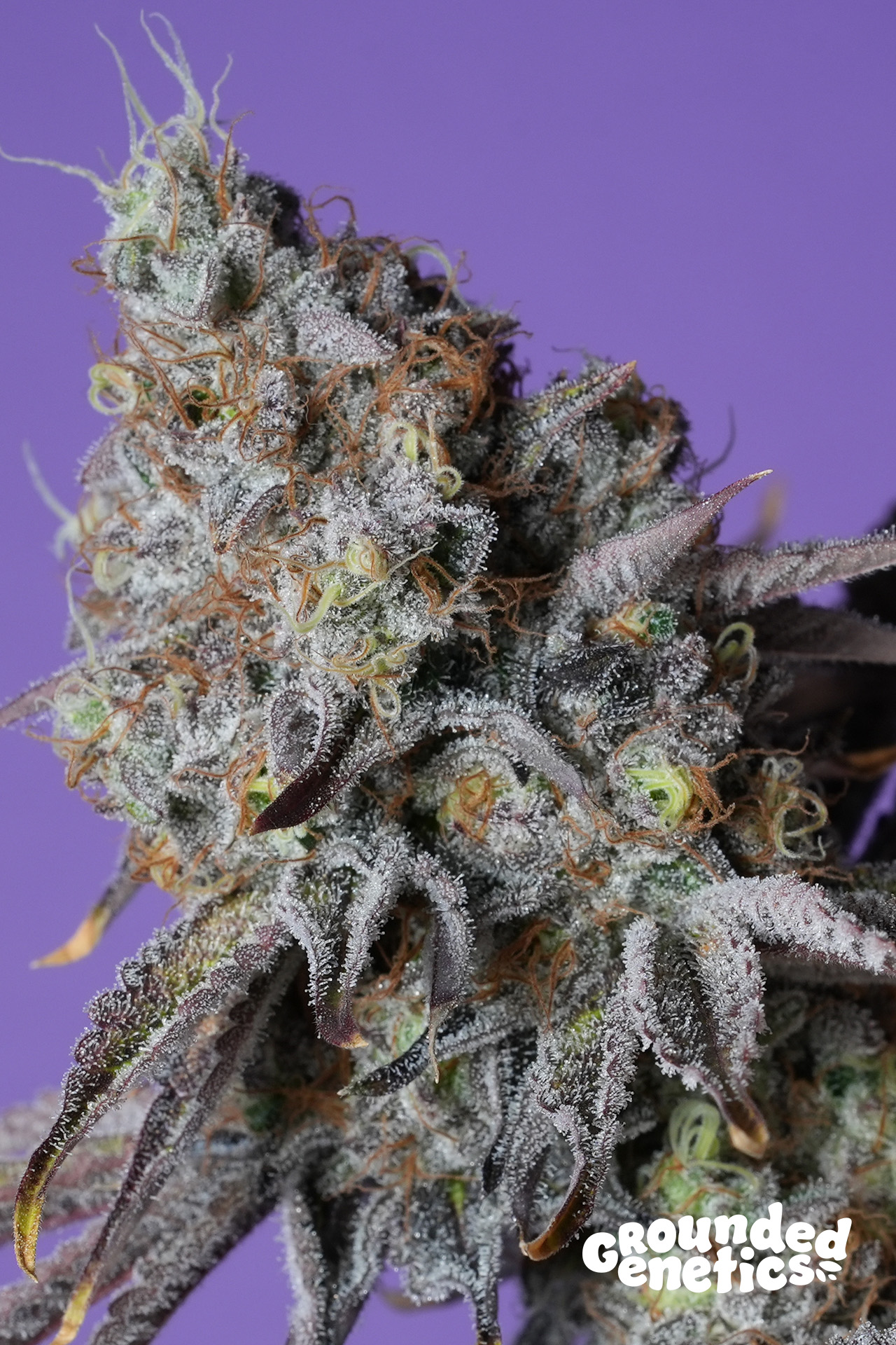 Zerberry von Grounded Genetics