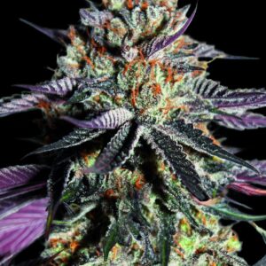 Zerealz Milk von Advanced Seeds