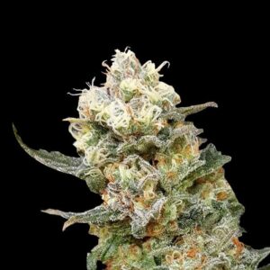 ZkittleZ Glue von Expert Seeds
