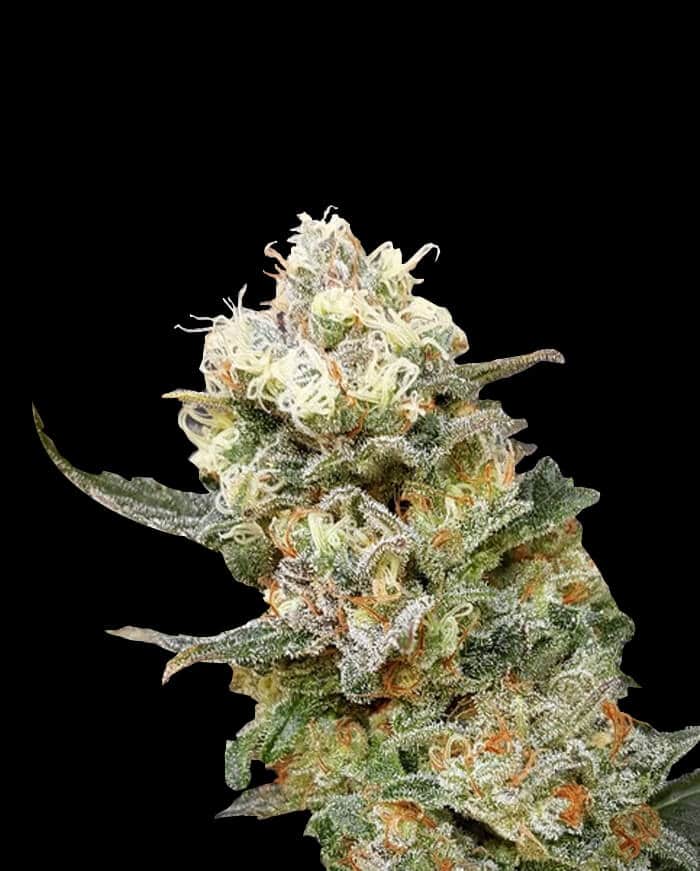 ZkittleZ Glue von Expert Seeds