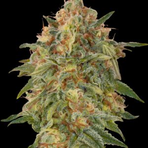 Zkittlez von Advanced Seeds