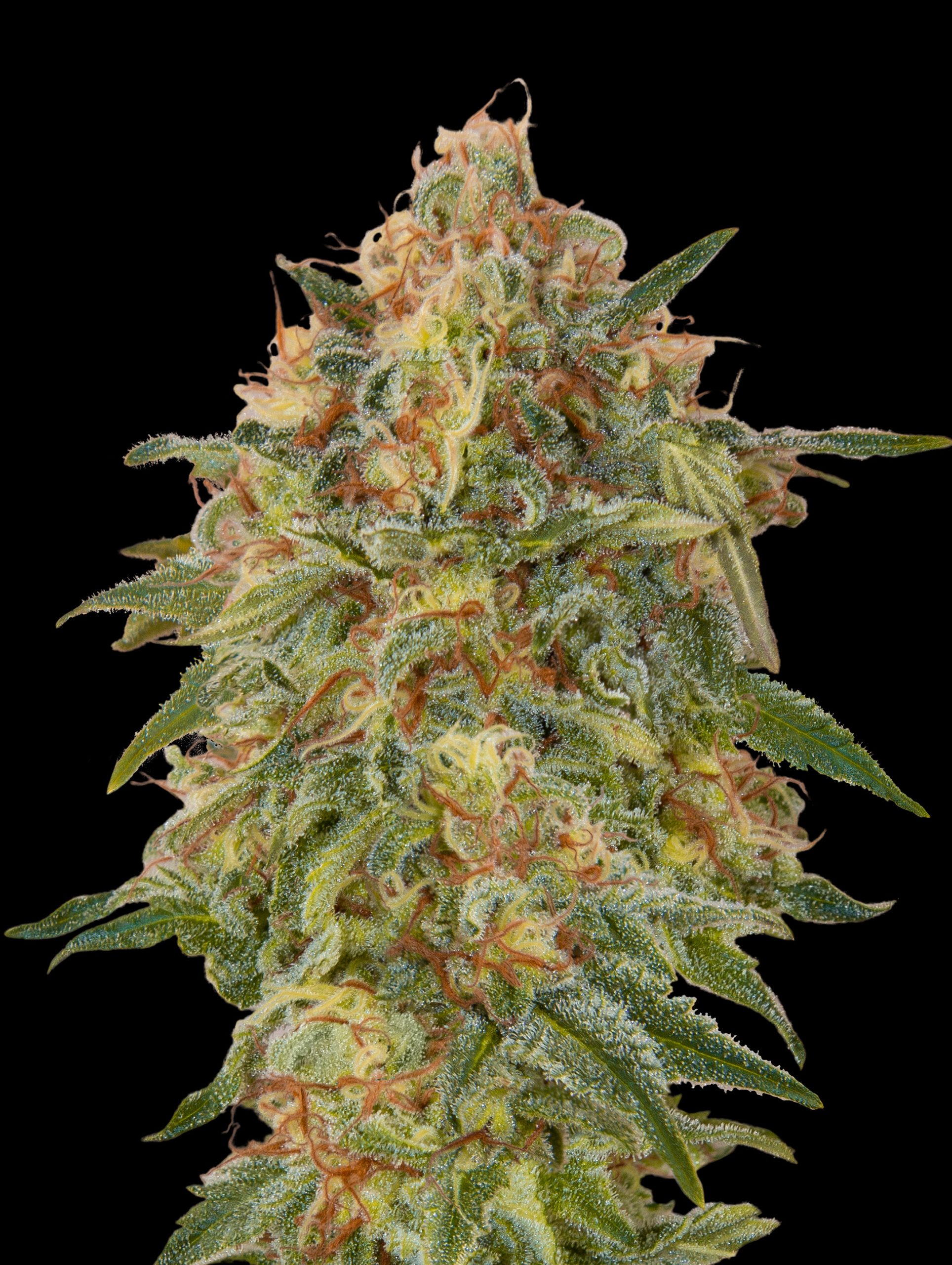 Zkittlez 1 St. Advanced Seeds