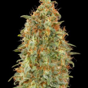 Zkittlez Fast von Advanced Seeds