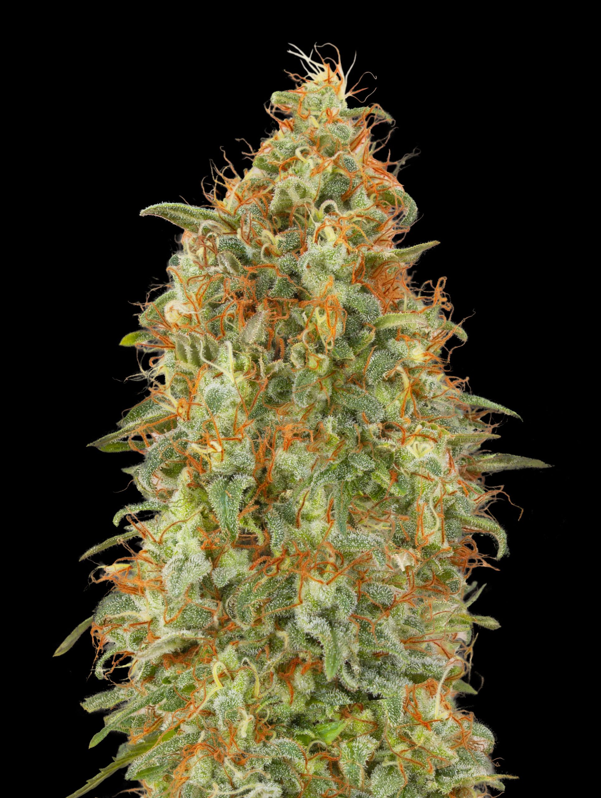 Zkittlez Fast Advanced Seeds