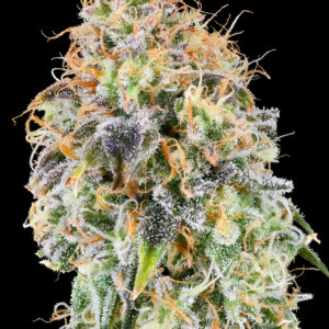 Zkunk von Grounded Genetics