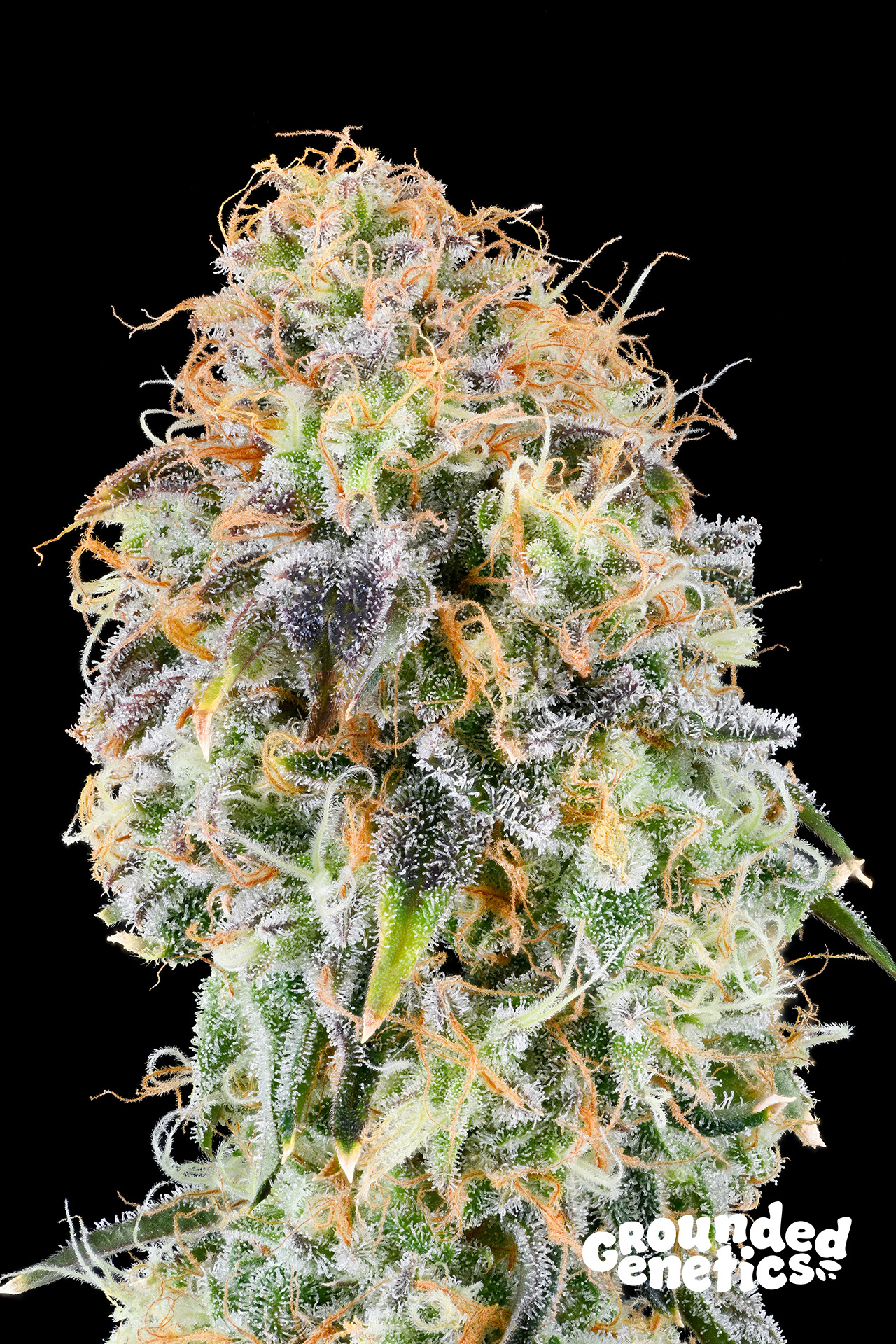 Zkunk von Grounded Genetics