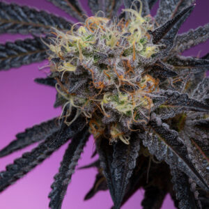 Zoapaya von Grounded Genetics