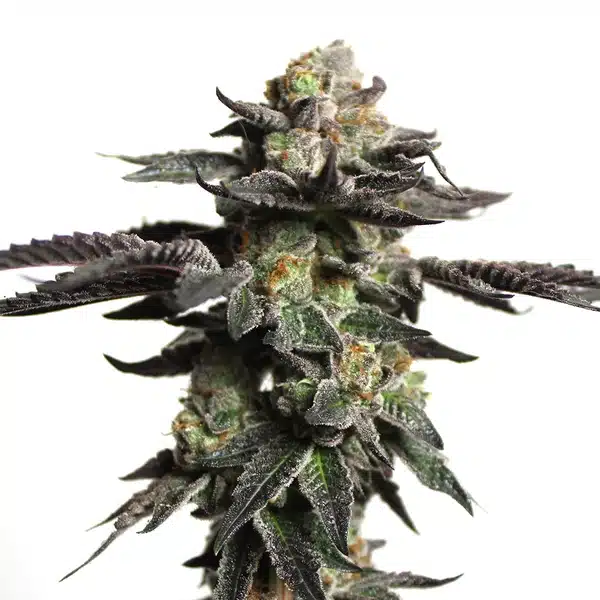 Zombie Death Fuck von Blimburn Seeds