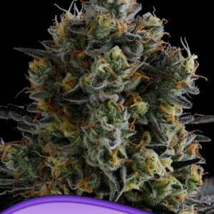 Zoomiez von Anesia Seeds