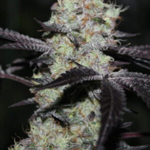 Zwisher von Grounded Genetics