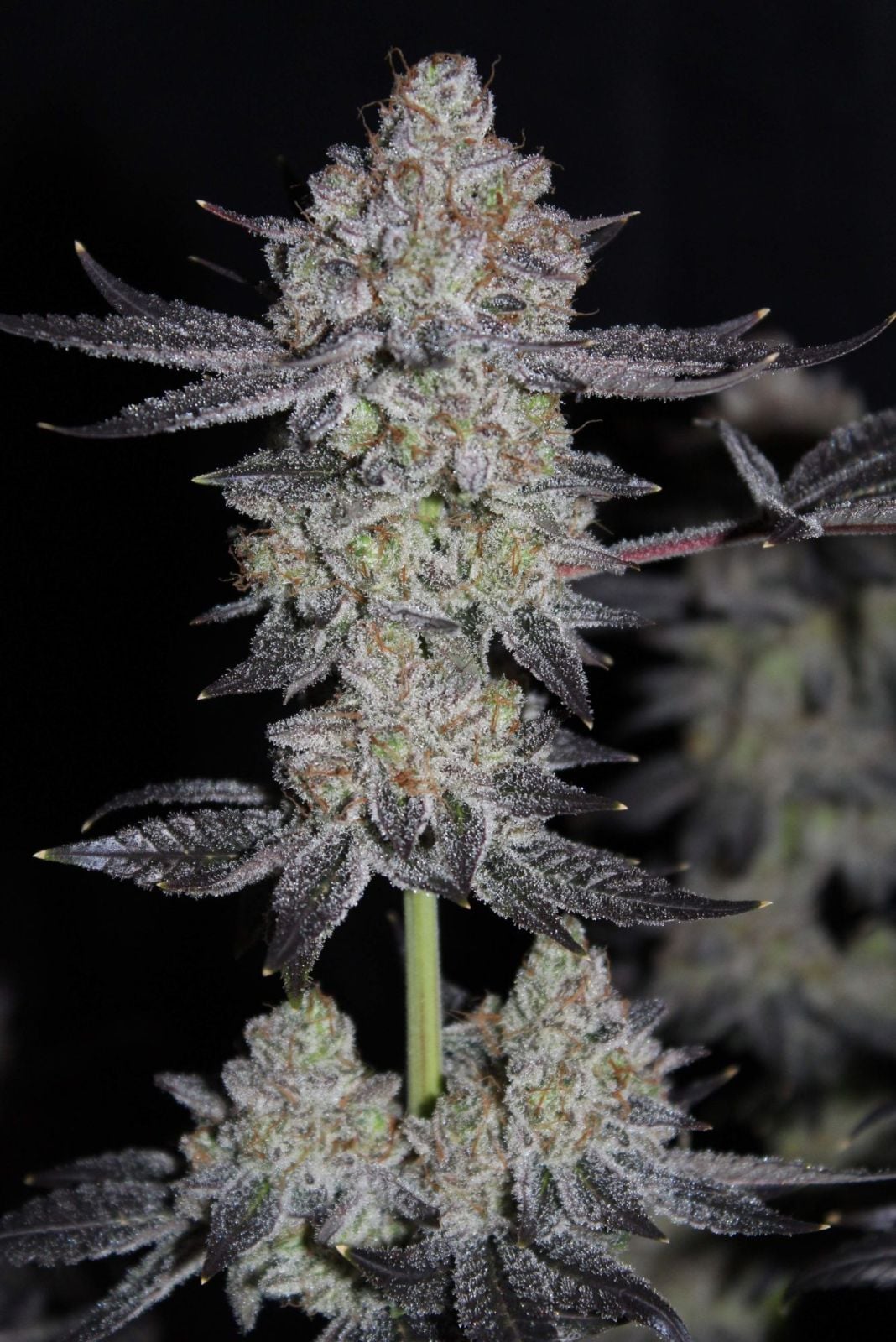 Tropicana Cookies FF von Fast Buds