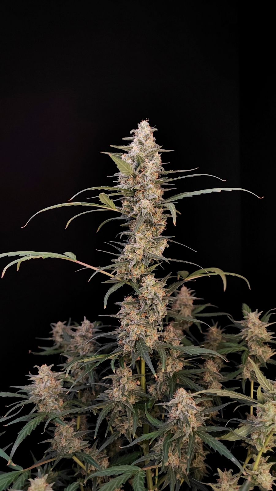 Critical Auto von Fast Buds