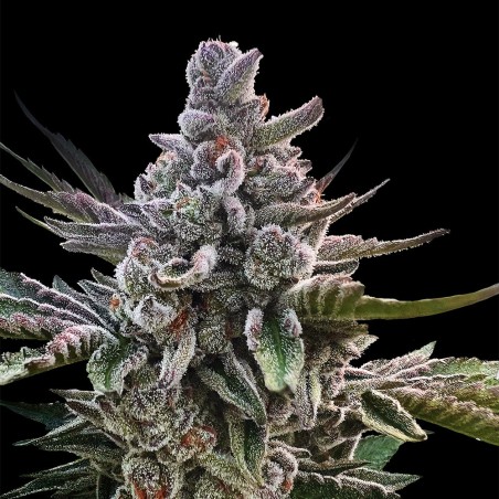 Açai Jelly 10er Silent Seeds