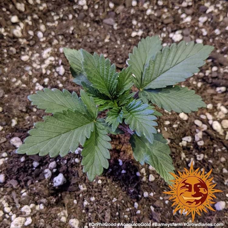 Acapulco Gold Barney's Farm
