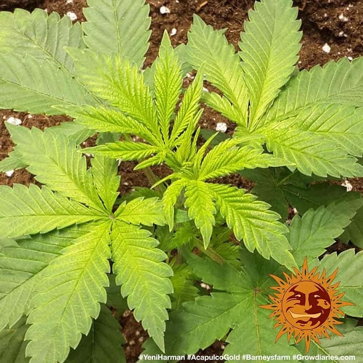 Acapulco Gold Barney's Farm