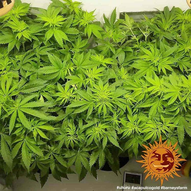 Acapulco Gold Barney's Farm
