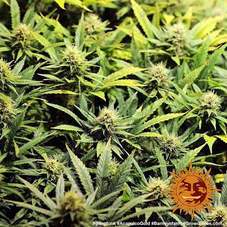 Acapulco Gold Barney's Farm