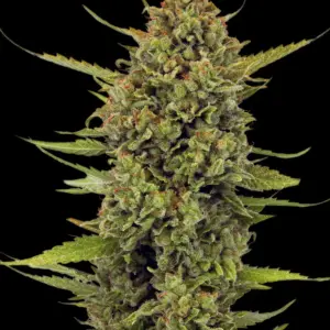 Acapulco Gold Barney's Farm