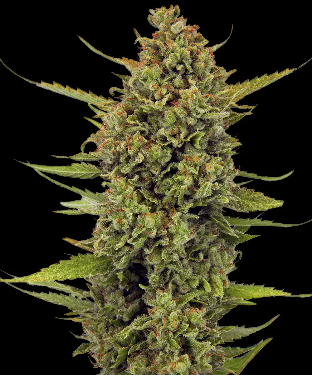 Acapulco Gold Barney's Farm