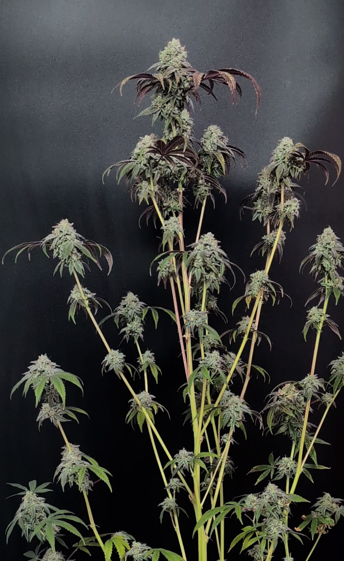 Garlic Mint Sherbet von Fast Buds