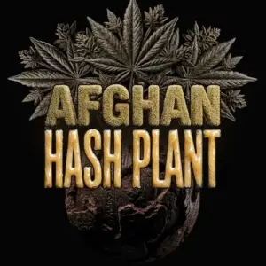 Afghan Hash Plant Auto von Barney’s Farm