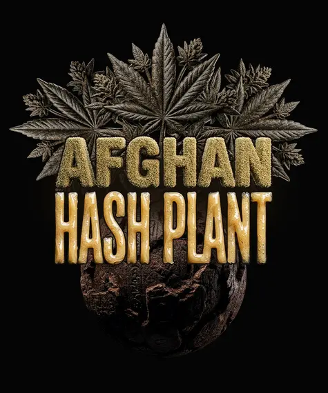Afghan Hash Plant Auto von Barney’s Farm