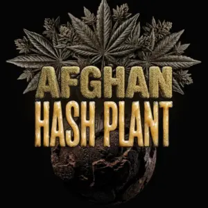 Afghan Hash Plant Auto Barney’s Farm