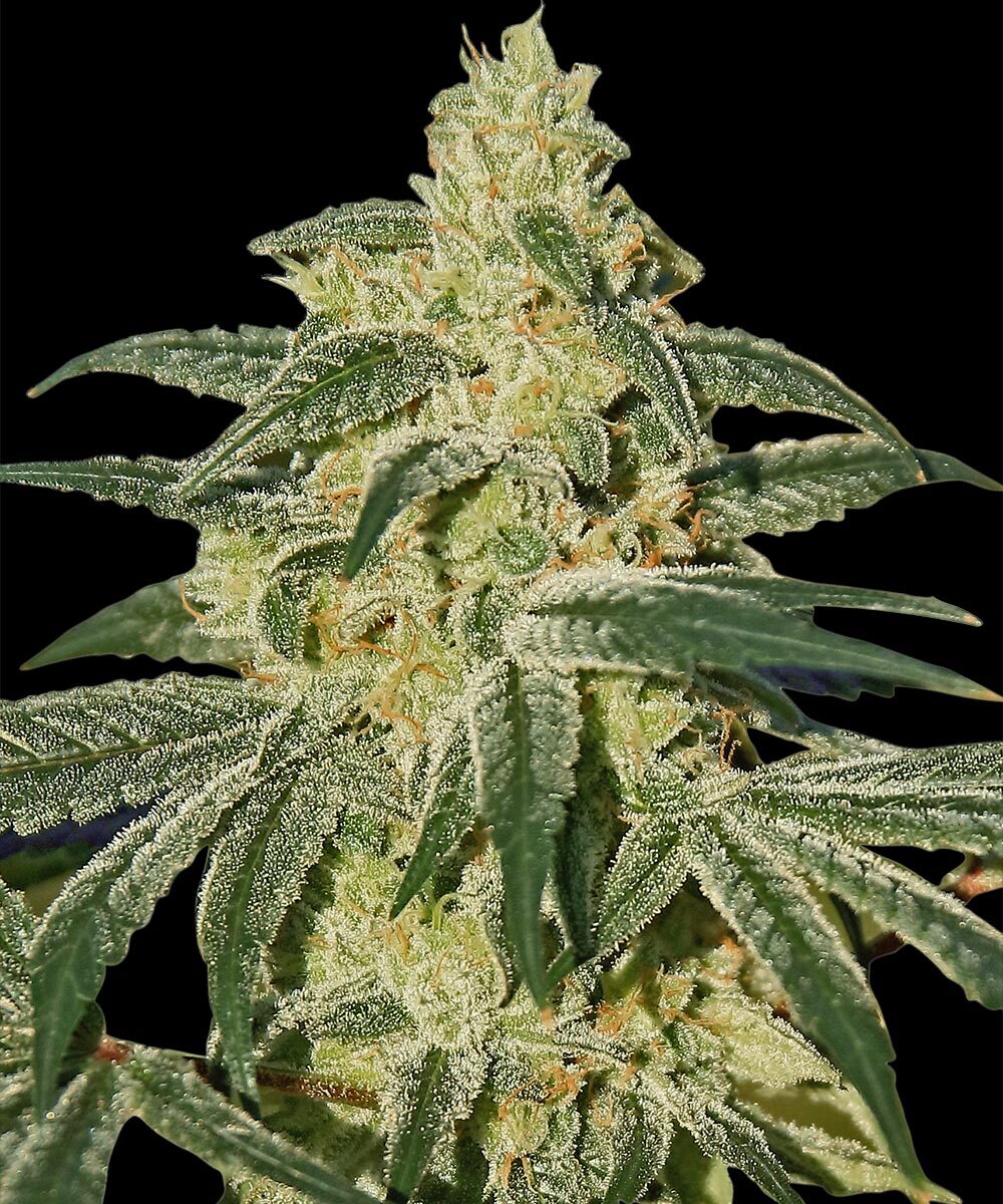 Afghan Hash Plant Barney's Farm
