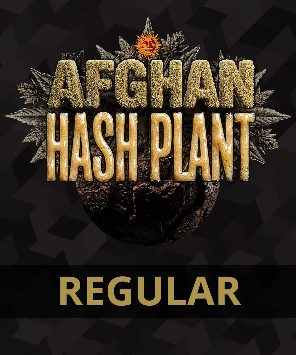 Afghan Hash Plant Barney's Farm