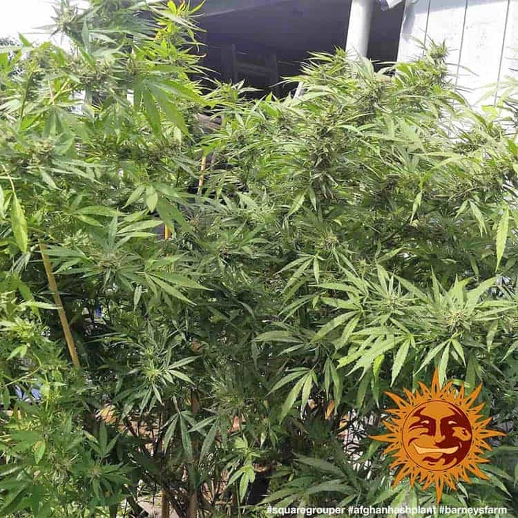 Afghan Hash Plant Barney's Farm