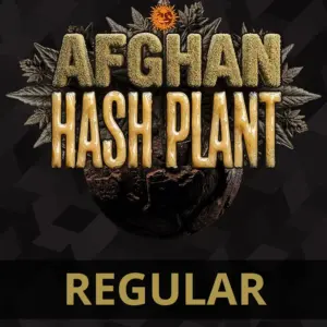 Afghan Hash Plant Barney's Farm
