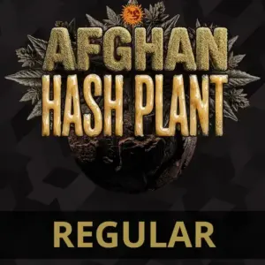 Afghan Hash Plant - Regular von Barney’s Farm