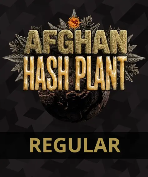 Afghan Hash Plant - Regular von Barney’s Farm
