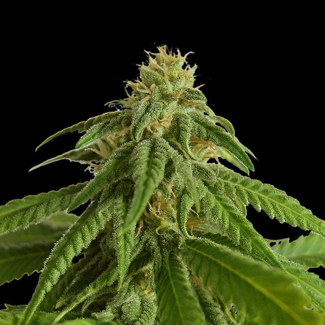 Afrodite von Kannabia Seed Company