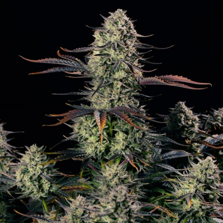 Alien Gas XXL Auto 10er Silent Seeds