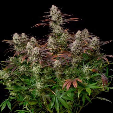 Alien Gas XXL Auto 10er Silent Seeds