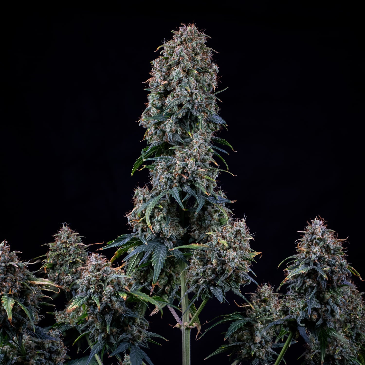 alien vs. triangle 3+2er – mephisto genetics (autoflower samen)