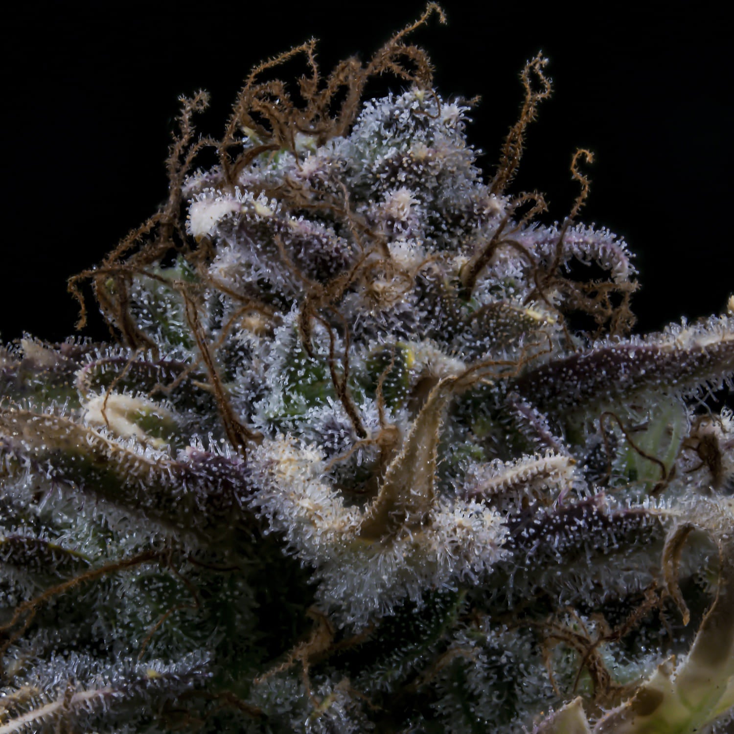 4 assed monkey 3+2er – mephisto genetics (autoflower samen)