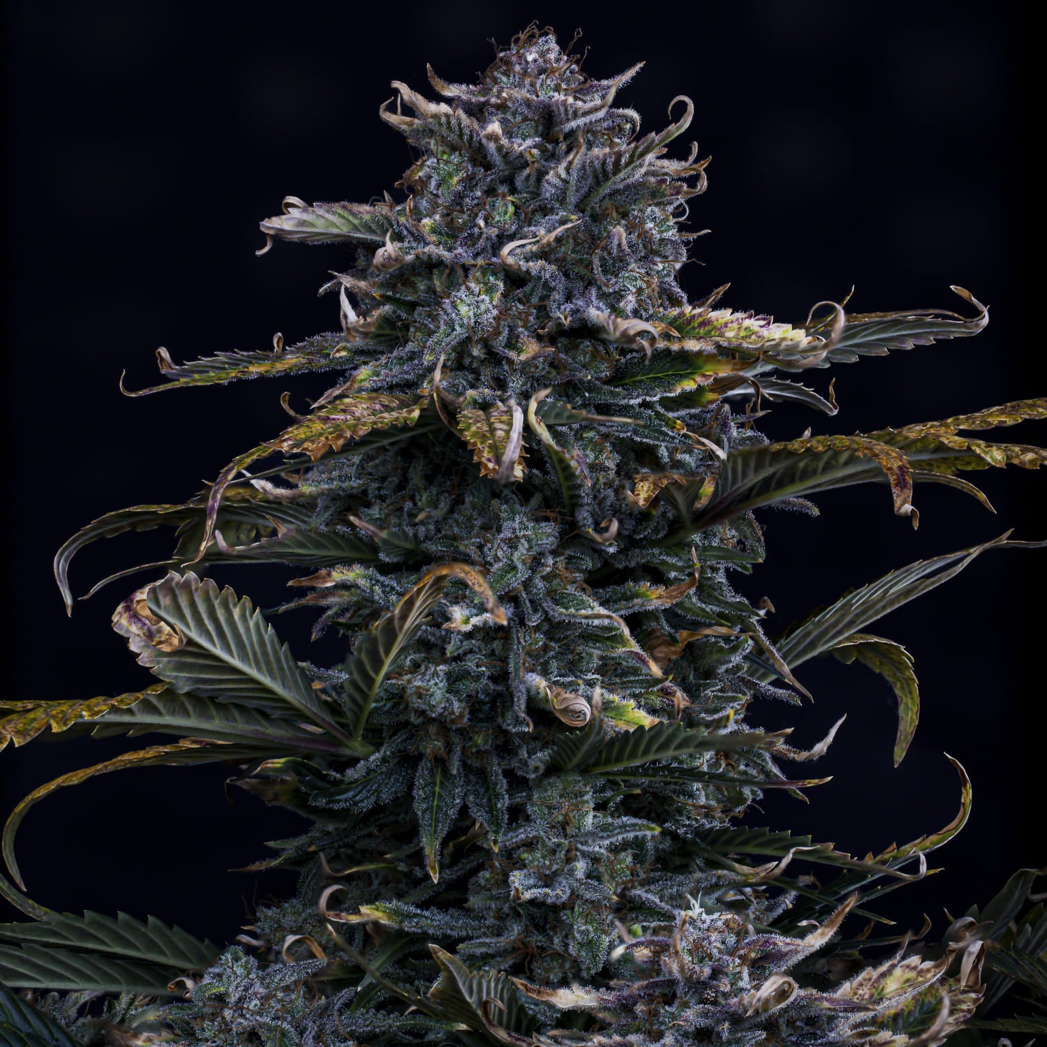 4 assed monkey 3+2er – mephisto genetics (autoflower samen)