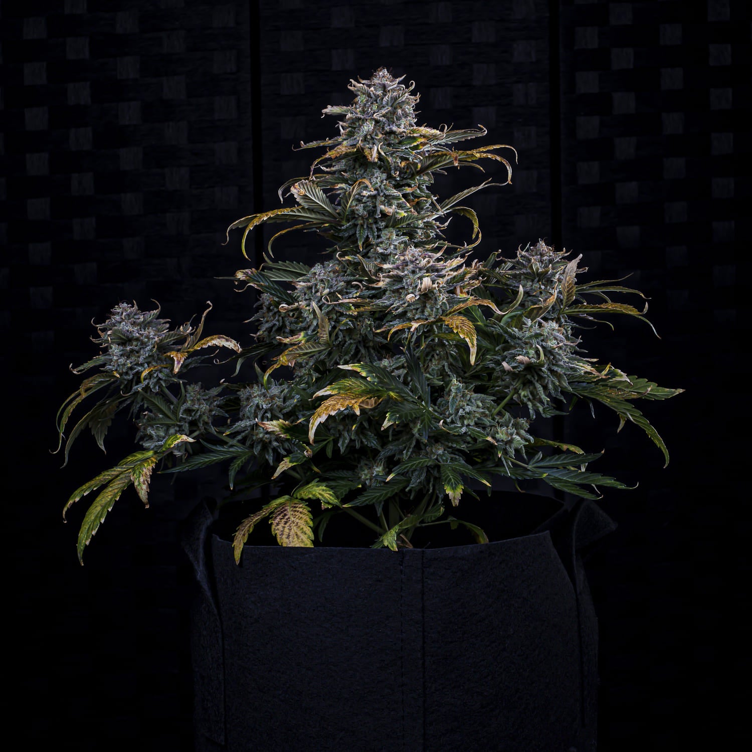 4 assed monkey 3+2er – mephisto genetics (autoflower samen)