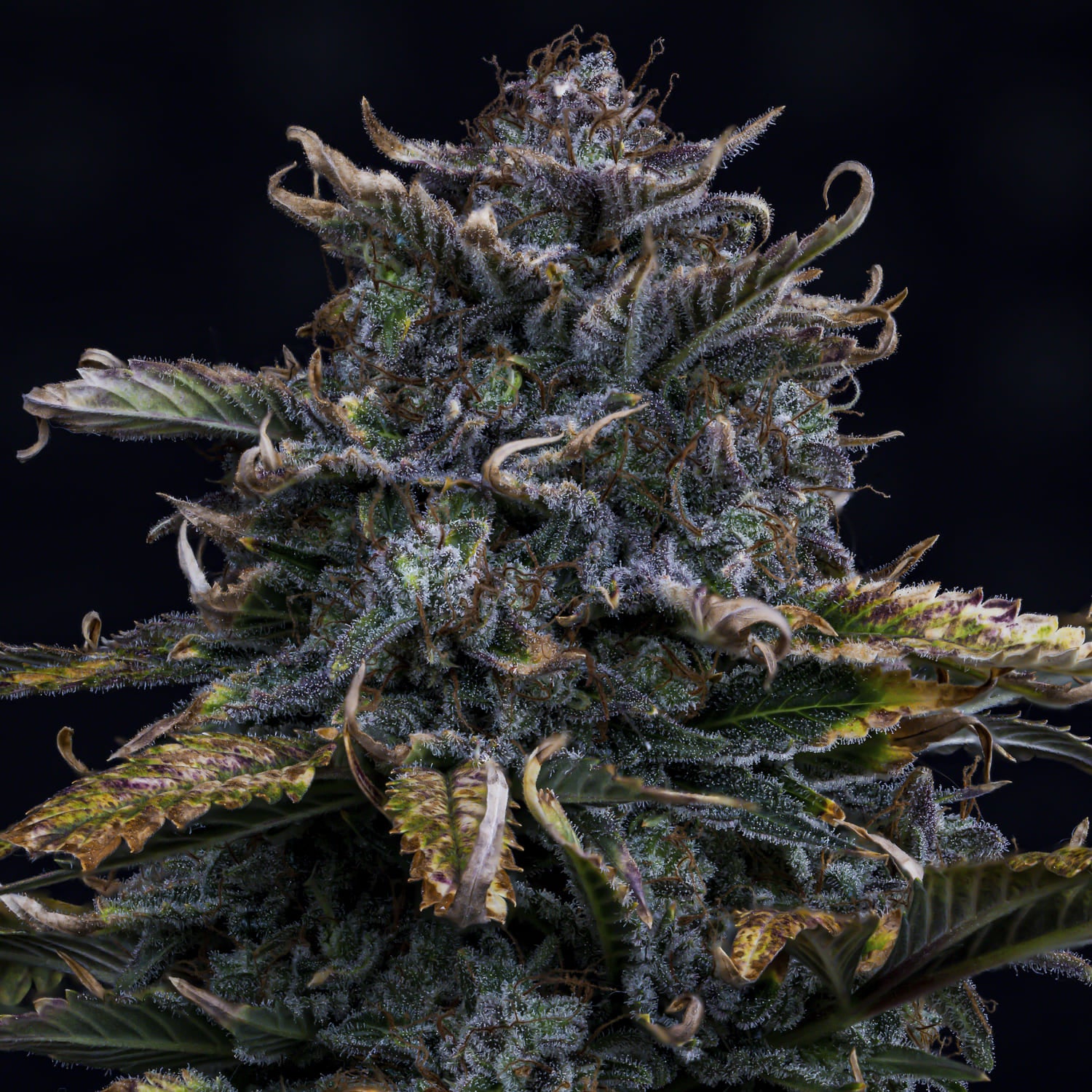 4 assed monkey 3+2er – mephisto genetics (autoflower samen)