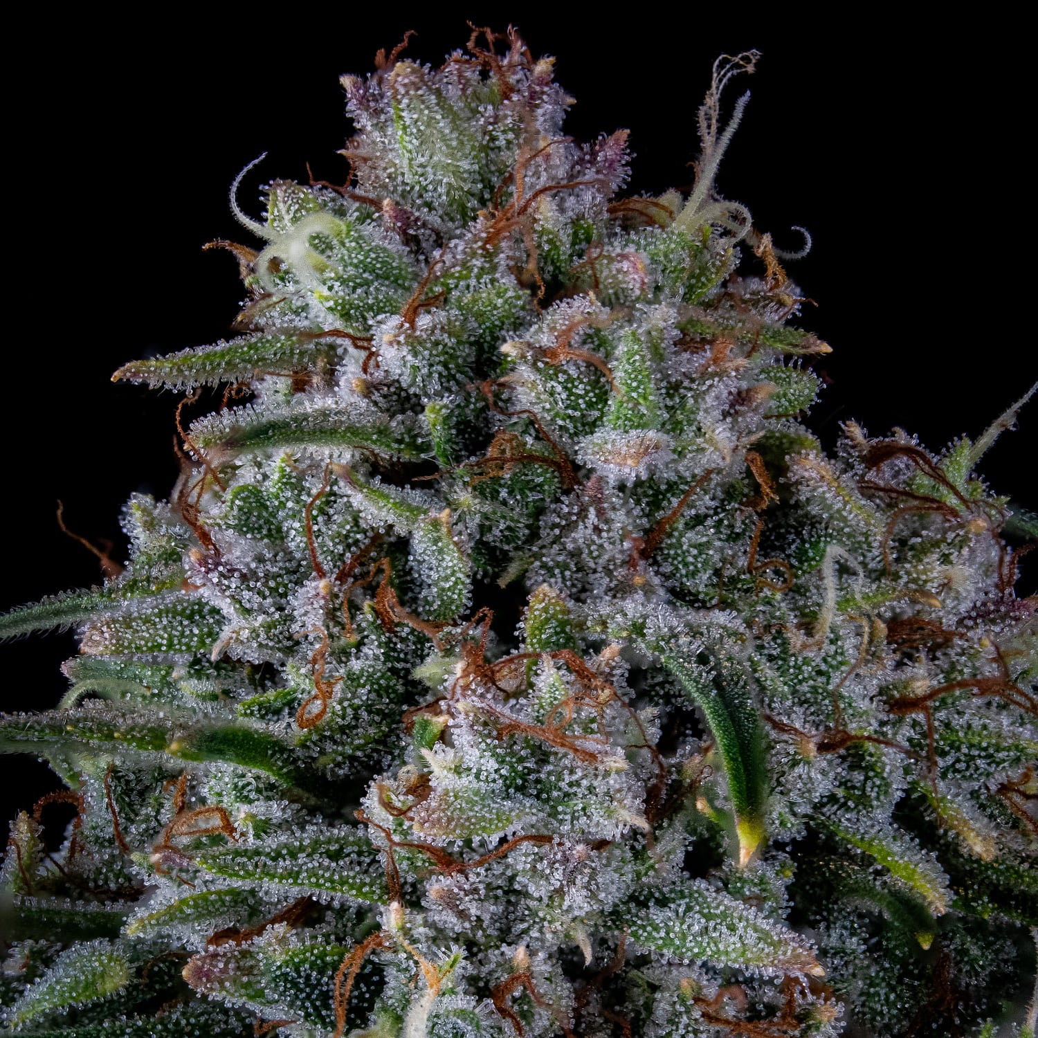 skywalker 3+2er – mephisto genetics (autoflower samen)