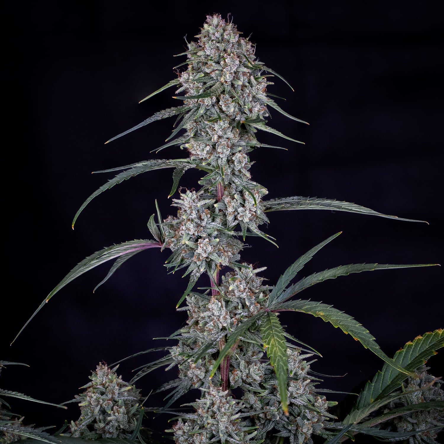skywalker 3+2er – mephisto genetics (autoflower samen)
