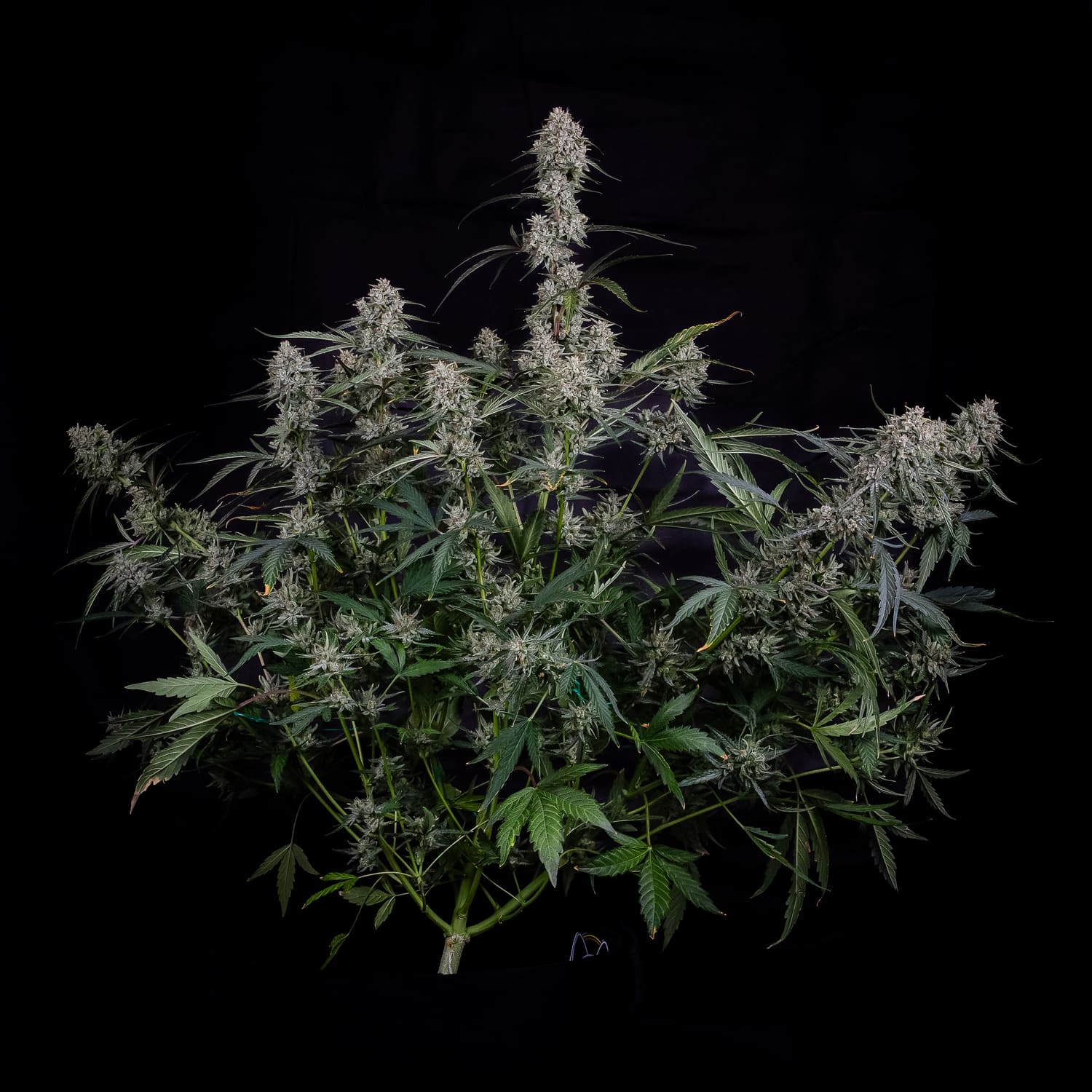 skywalker 3+2er – mephisto genetics (autoflower samen)