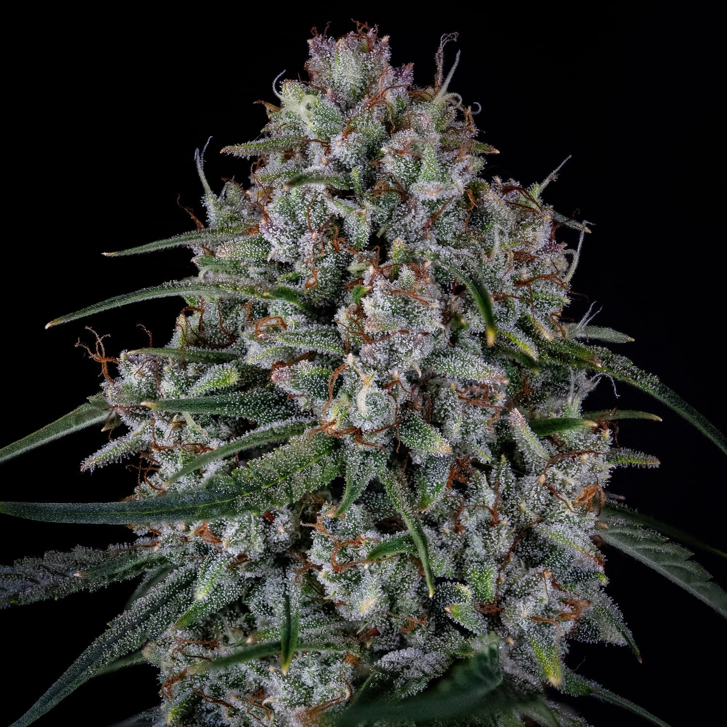 skywalker 3+2er – mephisto genetics (autoflower samen)