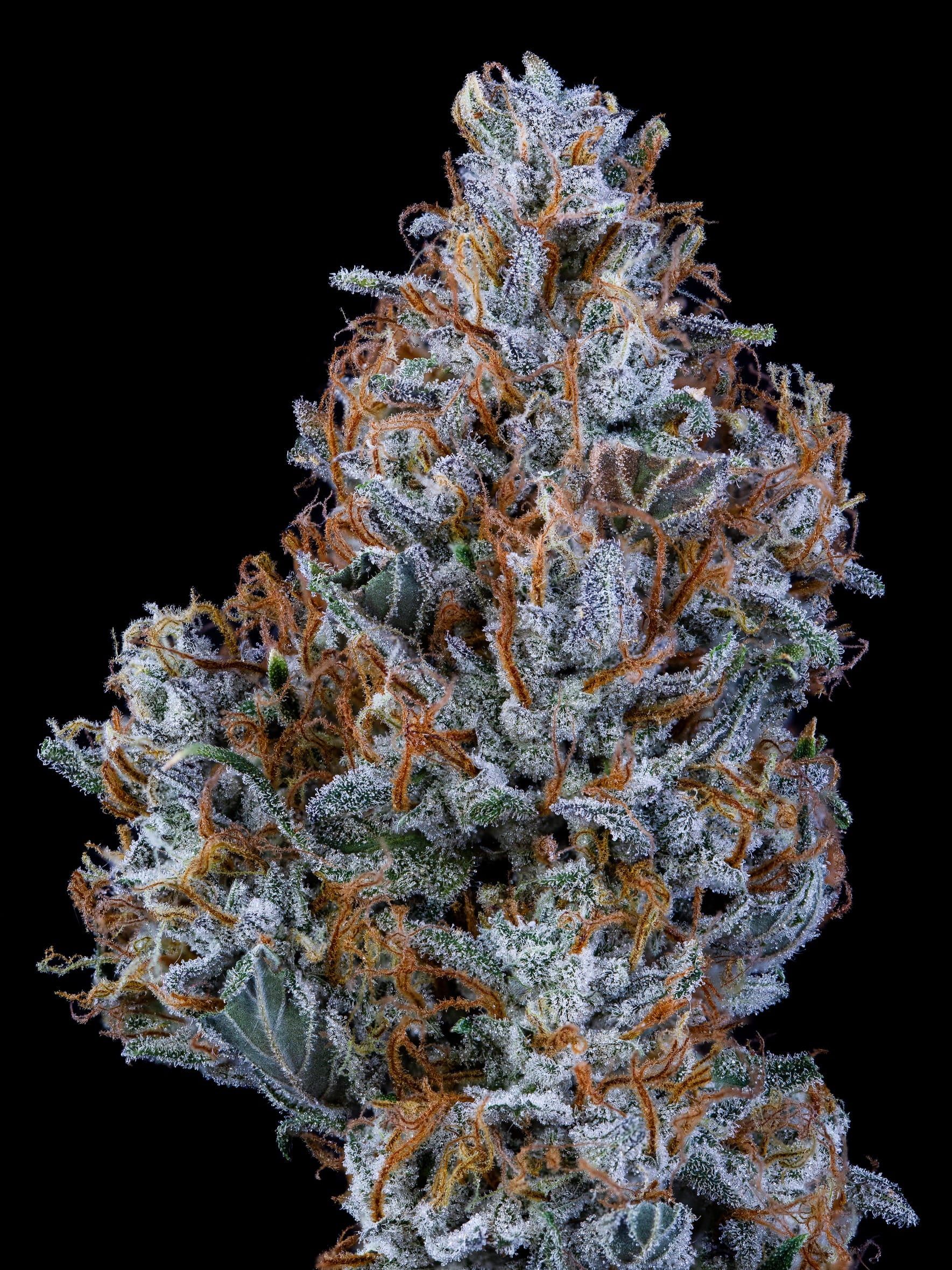 sundae thumper 3+2er – mephisto genetics (autoflower samen)