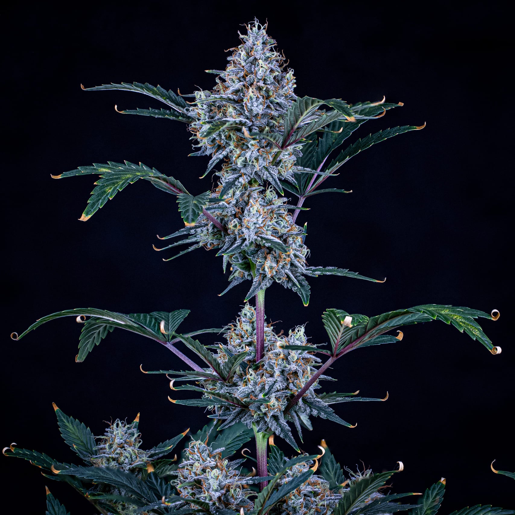 sundae thumper 3+2er – mephisto genetics (autoflower samen)
