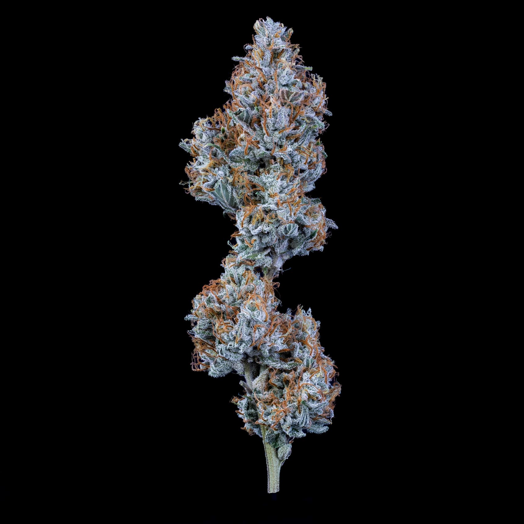sundae thumper 3+2er – mephisto genetics (autoflower samen)